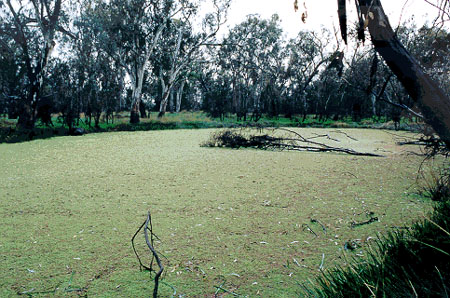 Figure 5.11 Examples of macrophyte types: submerged (top), emergent (middle) and floating (bottom)